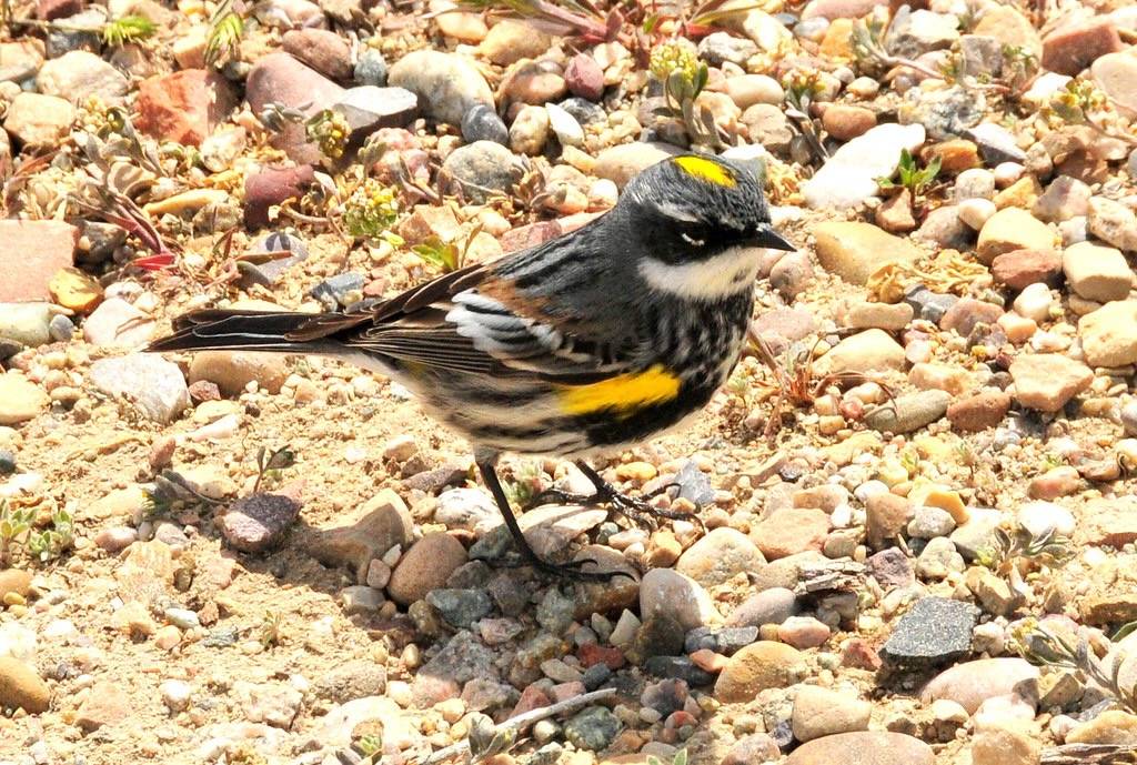 Yellow-rumped warbler Seedskadee NWR 01 by Tom Koerner/USFWS Mountain Prairie is licensed under CC BY 2.0.